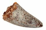 Serrated, Fossil Phytosaur (Redondasaurus) Tooth - New Mexico #192621-1
